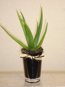 Aloe Vera Aloe Vera