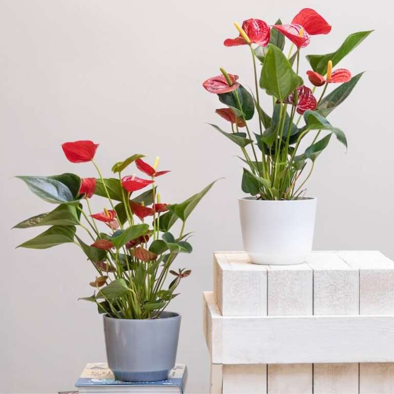 Top Care Tips for Your Anthurium Potted Plant Horty Girl