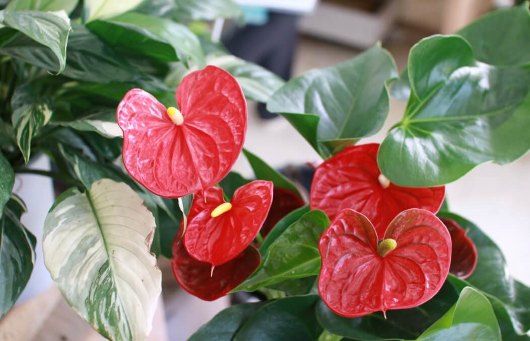 Top Care Tips for Your Anthurium Potted Plant Horty Girl