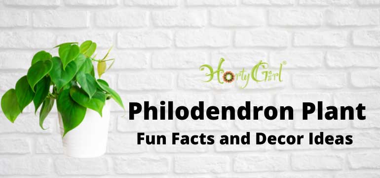 Philodendron plant fun facts and living decor ideas - Horty Girl