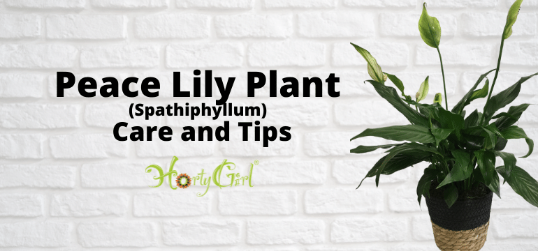 Spathiphyllum, Peace Lily Care - Horty Girl
