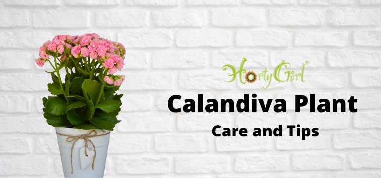 Top Care Tips For Your Calandiva Potted Plant Horty Girl