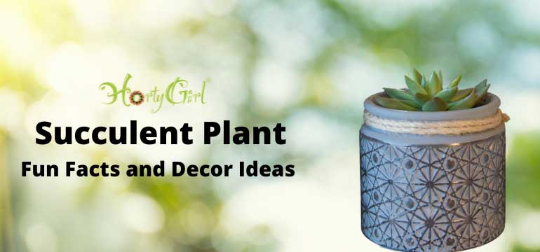 Succulent Potted Plant Fun Facts and Living Decor Ideas - Horty Girl