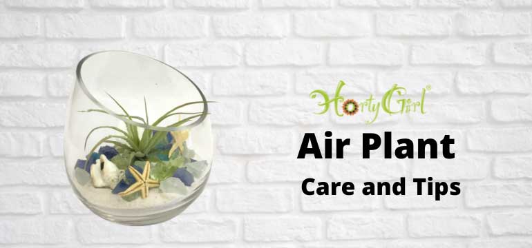 buy philodendron online australia Brasil Philodendron - Philodendron hederaceum 'Brasil' main image 0