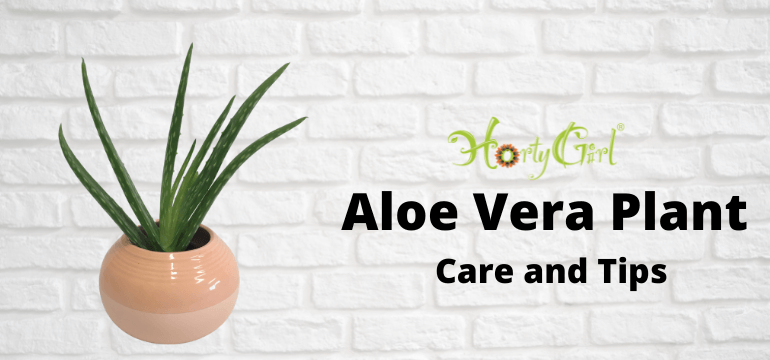 Indoor Aloe Care Essential Tips for Healthy Growth