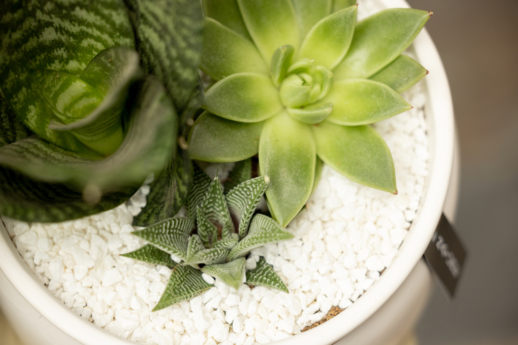 Hortygirl indoor potted plants - detail shot for article about Cheryl Dawn Smith - HortyGirl Founder & CEO