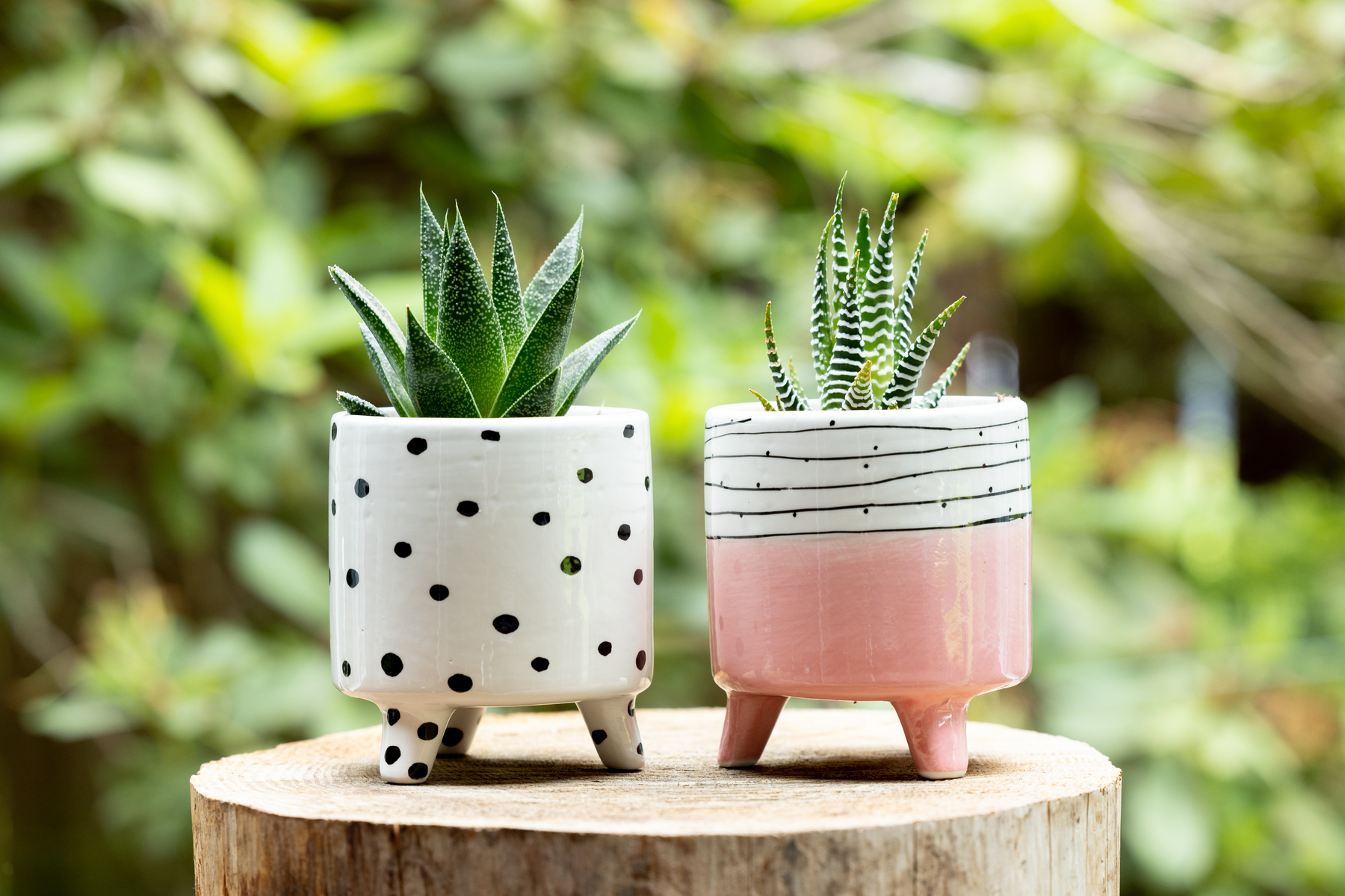 Hortygirl indoor potted plants - set shot for article about Cheryl Dawn Smith - HortyGirl Founder & CEO