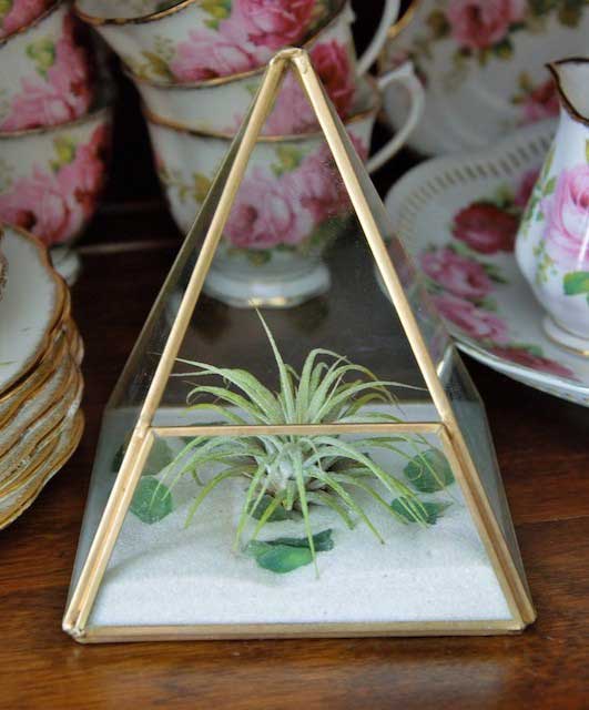 Top Care Tips For Your Indoor Air Plant - Horty Girl