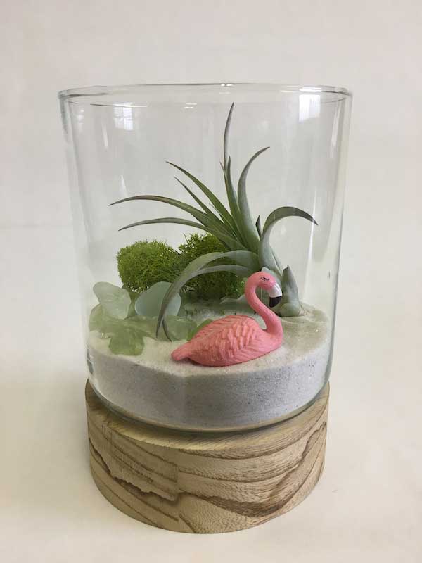 Fun Facts and Living Decor Ideas for Air Plants - Horty Girl