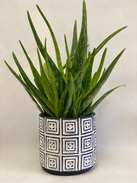 Aloe vera plant fun facts and living decor ideas - Horty Girl