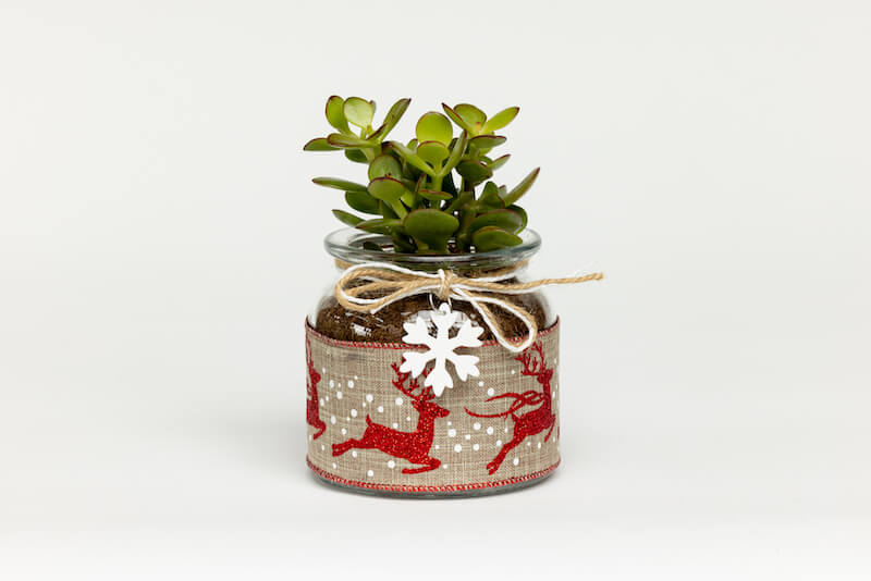  Jade Plant in holiday decor from the Top Indoor Potted Plants That Make Great Gifts blog. 
