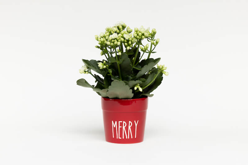 Calandiva plant in holiday decor from the Top Indoor Potted Plants That Make Great Gifts blog. 