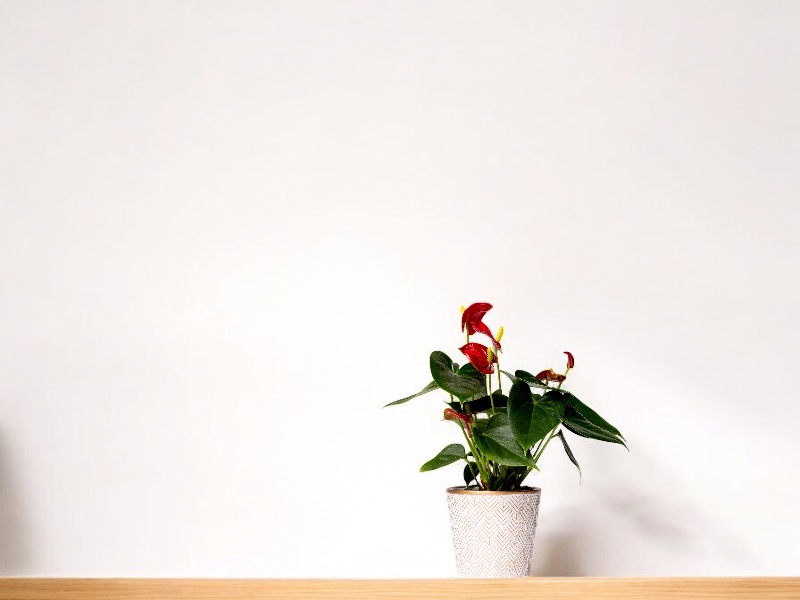 pink anthurium Pink Anthurium Live Plant, 4