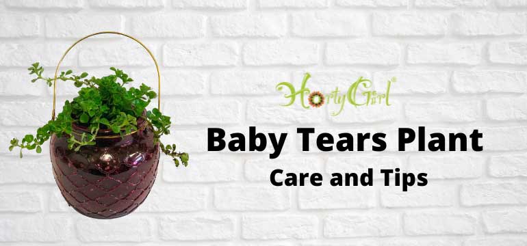 Top Care Tips for the Baby Tears Potted Plant