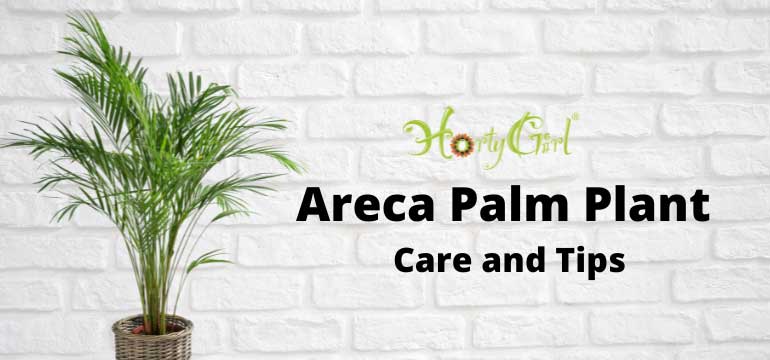 Top Care Tips for the Areca Palm Potted Plant
