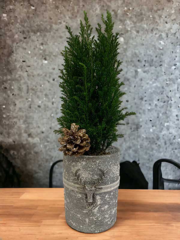 Ellwoodii Potted Plant Fun Facts and Living Decor Ideas - Horty Girl