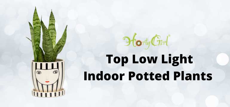 Top Low Light Indoor Potted Plants - Horty Girl