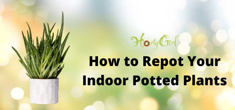How To Repot Your Indoor Potted Plants