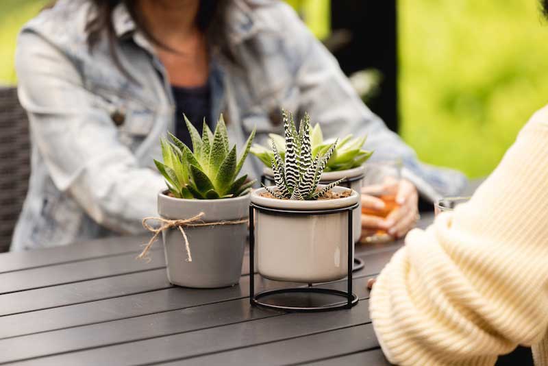 Top Potted Plants for Bright Indirect Light Horty Girl