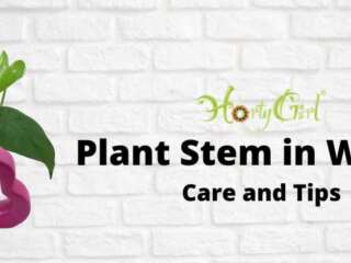 Top Care Tips for Plant Stems in Water