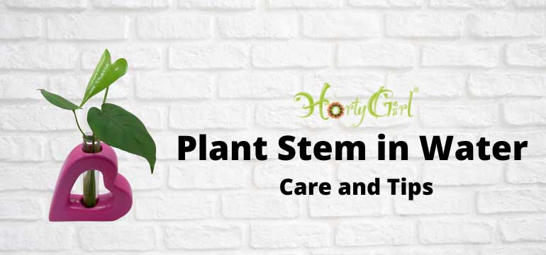 Top Care Tips for Plant Stems in Water