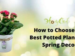 How To Choose The Best Potted Plants For Spring Decor