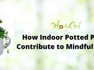 How Indoor Potted Plants Contribute to Mindful Living