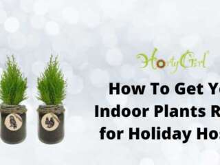 How To Get Your Indoor Plants Ready For Holiday Hosting